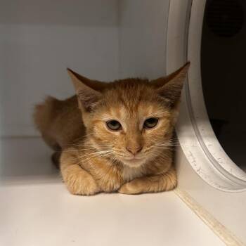 Syd -  Domestic Short Hair Cat for Adoption in Dearborn, Michigan - Syd | PetCurious