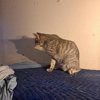 Rescue American Shorthair Cats for Adoption in White Settlement, Texas - Belly Rubber | PetCurious