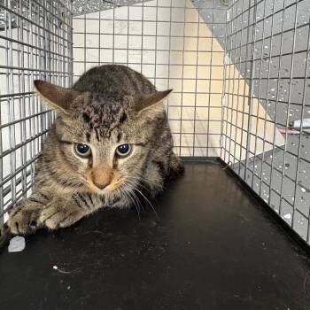 Fractious Kelp -  Domestic Short Hair Cat for Adoption in Columbiana, Alabama - Fractious Kelp | PetCurious