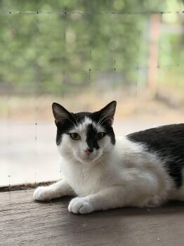 Derek Zoolandpurr -  Domestic Short Hair Cat for Adoption in Tipp City, Ohio - Derek Zoolandpurr | PetCurious