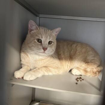 Domestic Short Hair Cats Available for Adoption in Bismarck, North Dakota - Jaxson | PetCurious