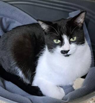 Rescue Domestic Short Hair Cats for Adoption in Penns Grove, New Jersey - Sully | PetCurious