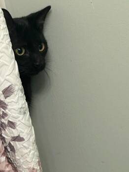 Bombay Cats Available for Adoption - Daphne | PetCurious