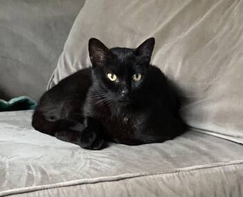 Mabel -  American Shorthair Cat for Adoption in Fredericksburg, Virginia - Mabel | PetCurious
