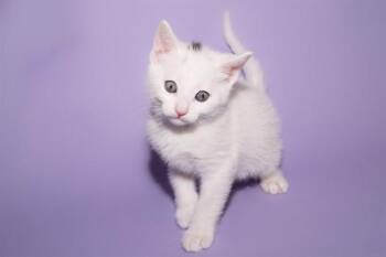 Domestic Short Hair Cats Available for Adoption in Santa Monica, California - FETA | PetCurious