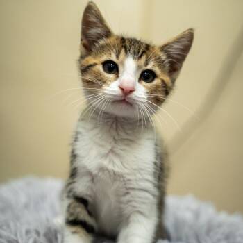 Tiger -  Domestic Short Hair Cat for Adoption in Gainesville, Georgia - Tiger | PetCurious