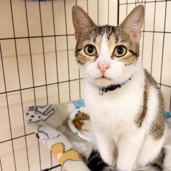 Lexington -  Turkish Van Cat for Adoption in Wichita, Kansas - Lexington | PetCurious