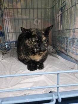 Dolly -  Domestic Short Hair Cat for Adoption in Gainesville, Florida - Dolly | PetCurious