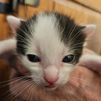Domestic Short Hair Cats Available for Adoption in Meridian, Idaho - Boy 4 | PetCurious