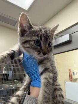 Eunice -  Domestic Short Hair Cat for Adoption in Wichita, Kansas - Eunice | PetCurious