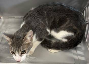 Pen 12 Sage -  Domestic Short Hair Cat for Adoption in Lawrenceville, Georgia - Pen 12 Sage | PetCurious
