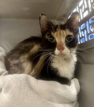 Coven -  Domestic Short Hair Cat for Adoption in Palm Coast, Florida - Coven | PetCurious