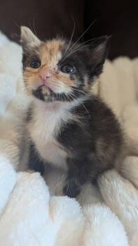 Iyo -  Calico Cat Available for Adoption in Calimesa, California - Iyo | PetCurious