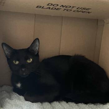 Espresso -  Domestic Short Hair Cat for Adoption in Philadelphia, Pennsylvania - Espresso | PetCurious