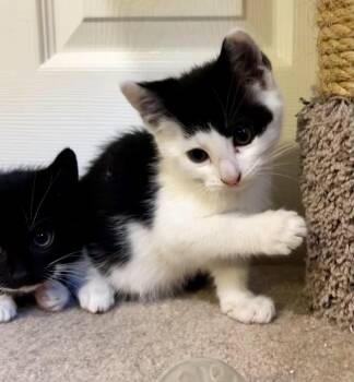 Gene -  Domestic Short Hair Cat Available for Adoption in Ringwood, New Jersey - Gene | PetCurious