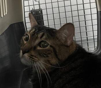 Cannoli -  Domestic Short Hair Cat for Adoption - Cannoli | PetCurious