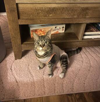 Rescue Domestic Short Hair Cats for Adoption in Stockbridge, Michigan - Pretzel Twist | PetCurious