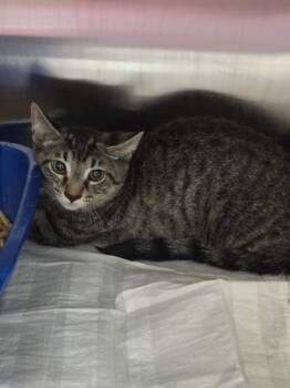 Jet -  Domestic Short Hair Cat for Adoption in Evansville, Indiana - Jet | PetCurious