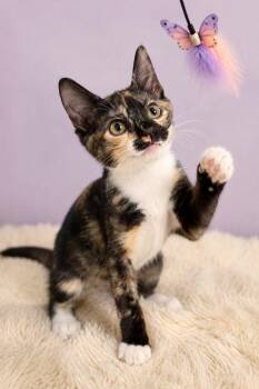 Solstice -  Tortoiseshell Cat for Adoption in Gardena, California - Solstice | PetCurious