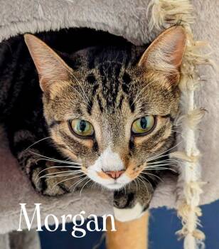 Rescue Tabby Cats for Adoption in Webster, New York - Morgan | PetCurious