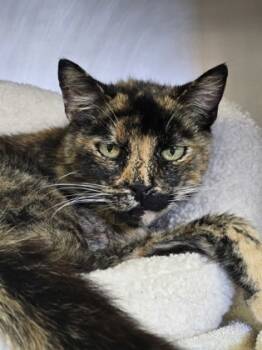 Rescue Domestic Short Hair Cats for Adoption in Roseville, California - Sprinkles | PetCurious