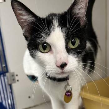 Undyne -  Domestic Short Hair Cat for Adoption in Lansing, Michigan - Undyne | PetCurious