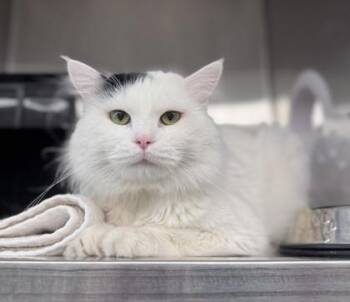 Domestic Medium Hair and Domestic Short Hair Cats Available for Adoption - Haku Jr | PetCurious