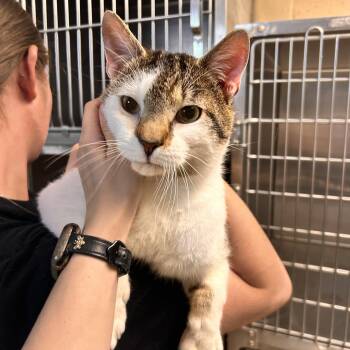 Domestic Short Hair Cats Available for Adoption in Myerstown, Pennsylvania - Barnie | PetCurious