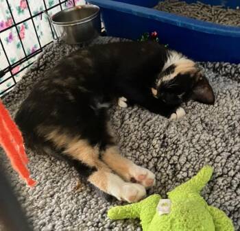 Rescue Domestic Short Hair Cats for Adoption in Shippensburg, Pennsylvania - Biscuit | PetCurious