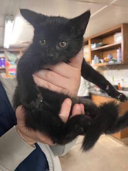 Domestic Short Hair Cats Available for Adoption in Murray, Kentucky - Nadine | PetCurious