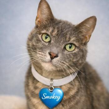 Smokey -  Domestic Short Hair Cat for Adoption in Hannibal, Missouri - Smokey | PetCurious