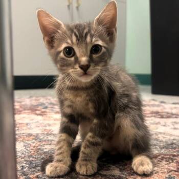 Pip -  Domestic Short Hair Cat for Adoption in Lenexa, Kansas - Pip | PetCurious