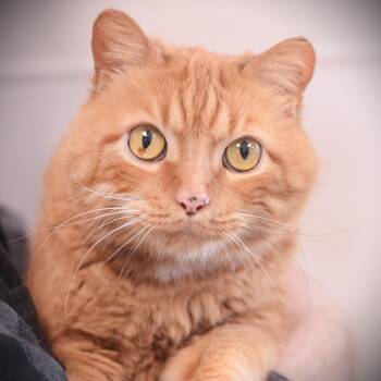 Domestic Short Hair Cats Available for Adoption - Garfield | PetCurious