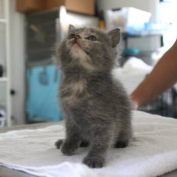 Lavender -  Domestic Medium Hair Cat for Adoption in Chapel Hill, North Carolina - Lavender | PetCurious