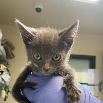 Alex -  Domestic Short Hair Cat for Adoption in Pasadena, California - Alex | PetCurious