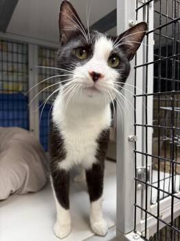 Domestic Short Hair Cats Available for Adoption - Bruiser | PetCurious