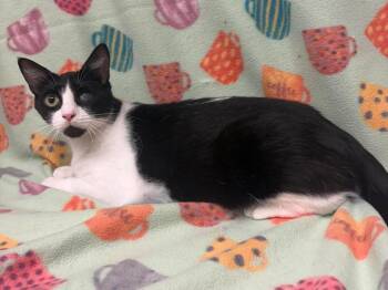 Mini Me -  Domestic Short Hair Cat Available for Adoption in Maryville, Missouri - Mini Me | PetCurious