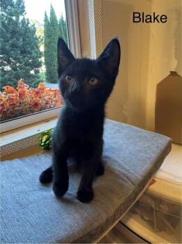 Blake -  Domestic Short Hair Cat for Adoption in Syosset, New York - Blake | PetCurious