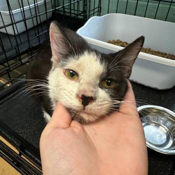 Drax -  Domestic Short Hair Cat for Adoption in Gadsden, Alabama - Drax | PetCurious