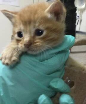 Domestic Short Hair Cats Available for Adoption in Riverside, California - A1914274 | PetCurious