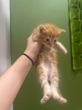 Colum -  Domestic Medium Hair Cat for Adoption in Augusta, Georgia - Colum | PetCurious