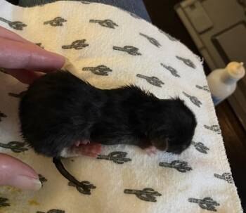 Domestic Short Hair Cats Available for Adoption - Jasmine | PetCurious