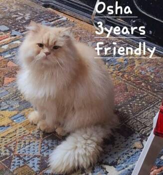 Osha -  Persian Cat for Adoption in Mississauga, Ontario - Osha | PetCurious