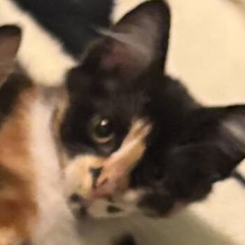 Rescue Domestic Short Hair Cats for Adoption in Temecula, California - Roxie | PetCurious