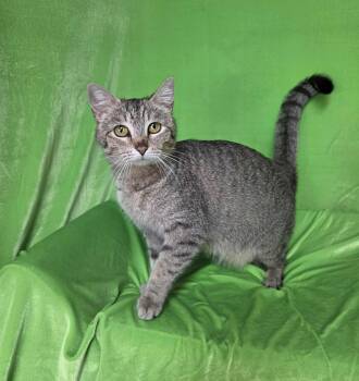 Cozy -  Tabby Cat for Adoption in Memphis, Tennessee - Cozy | PetCurious