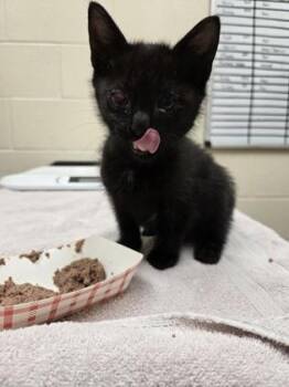 Ben -  Domestic Short Hair Cat for Adoption in Westland, Michigan - Ben | PetCurious