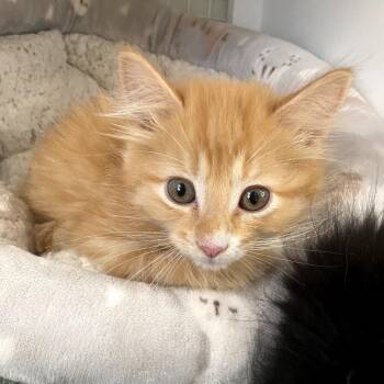 SUNSHINE -  Domestic Short Hair Cat for Adoption in Kyle, Texas - SUNSHINE | PetCurious