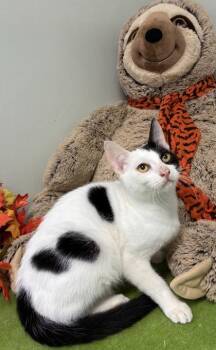 Patches -  Domestic Short Hair Cat for Adoption in Picayune, Mississippi - Patches | PetCurious