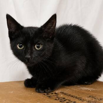 Moss -  Domestic Short Hair Cat for Adoption in Long Beach, California - Moss | PetCurious