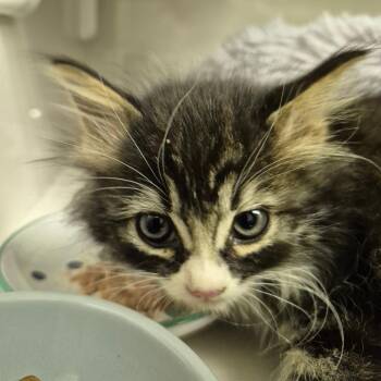 Kitten -  Domestic Medium Hair Cat for Adoption in Drumheller, Alberta - Kitten | PetCurious